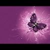 bee_ann